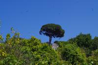 Archäologische Zone Syrakus