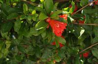 Rundgang in der Altstadt Ortigia