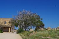 Ausgrabungen von Selinunte