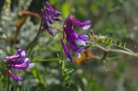 Ausgrabungen von Selinunte