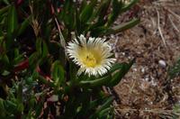 Ausgrabungen von Selinunte