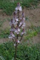 Hochebene von Argimusco