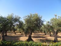 Case di Latomie - Olivenbäume