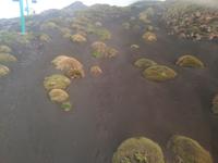 In Lavaasche entsteht neues Leben. 