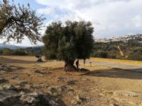 Mächtiger Olivenbaum - Blick auf Agrigent.