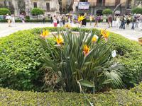 Strelizienpracht in Palermo.