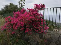 Wieder ein Blütentraum.