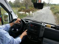 Schafe kreuzen unseren Weg ...