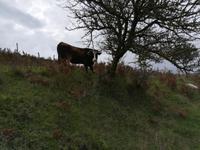 ... und eine Kuh am Wegesrand.