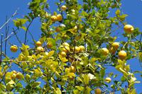 Neapolis (Antikes Syrakus) - Zitronen