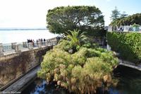 Insel Ortygia (Syrakus) - Aretusa Quelle mit Papyrus