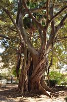 Insel Ortygia (Syrakus) - Gummibaum