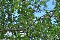 Agrigento - Griechische Anlage Agrigent - Mandelbäume