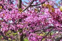 Agrigento - Griechische Anlage Agrigent - Judasbaum