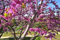 Agrigento - Griechische Anlage Agrigent - Judasbaum