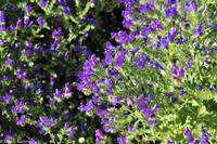 Agrigento - Griechische Anlage Agrigent