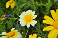 Antike Anlagen von Selinunte