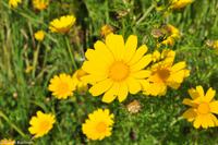 Antike Anlagen von Selinunte