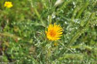 Antike Anlagen von Selinunte