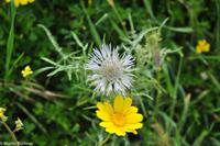 Antike Anlagen von Selinunte