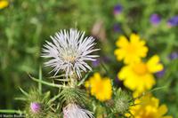 Antike Anlagen von Selinunte