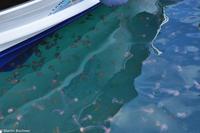 Feuerquallen in Marina Corta