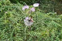 Insel Vulcano - Aufstieg zum Gran Cratere