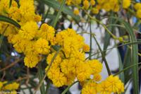 Insel Vulcano - Aufstieg zum Gran Cratere - Akazie