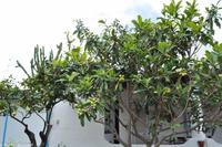 Insel Vulcano - Mispel