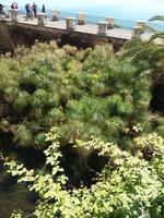 Aretusaquelle-Papyrusstauden