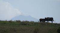 Kühe am Ätna