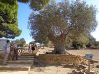  uralter Olivenbaum im Tal der Tempel