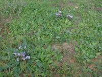  Selinunte:wild wachsende Alraunen