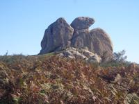  der Adler in den Nebrodis