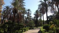 Ein blühender Palmenwald inmitten Palermo