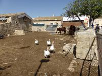 185-Castello_Donnafugata