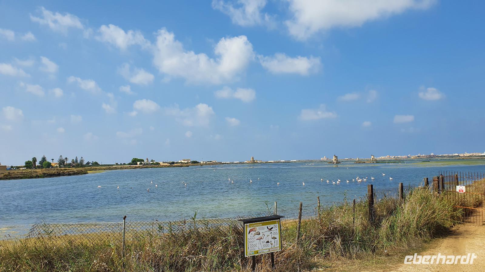 Flamingos in den Salinen