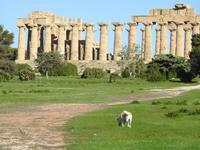 Selinunte - Sizilien