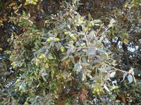 Selinunte - Sizilien