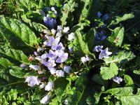 Selinunte - Sizilien