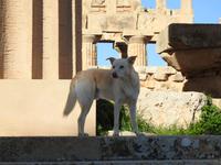 Selinunte - Sizilien