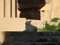 Selinunte - Sizilien