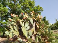  Opuntien mit reichlich Früchten