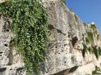 Syrakus, archäologische Zone, ehemaliges Stadtmauer mit Kapernpflanzen