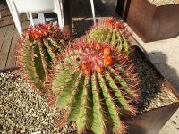 Syrakus, Kakteen am Eingang zur archäologischen Zone