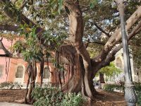 Syrakus, Gummibaum mit Luftwurzeln