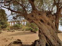 Agrigent, 2000 Jahre alter Olivenbaum mit Hera Tempel