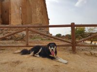 Agrigent, treuer Begleier unserer Gruppe