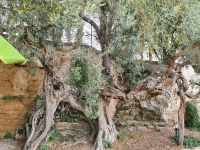 Agriturismo, ältester Olivenbaum