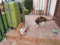 Agriturismo und seine Katzen